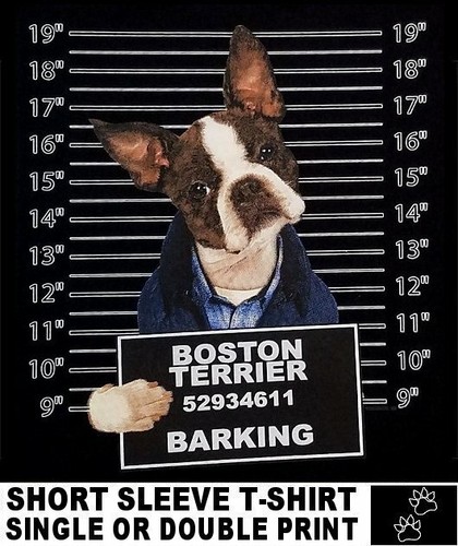 Very cool boston - very, terrier